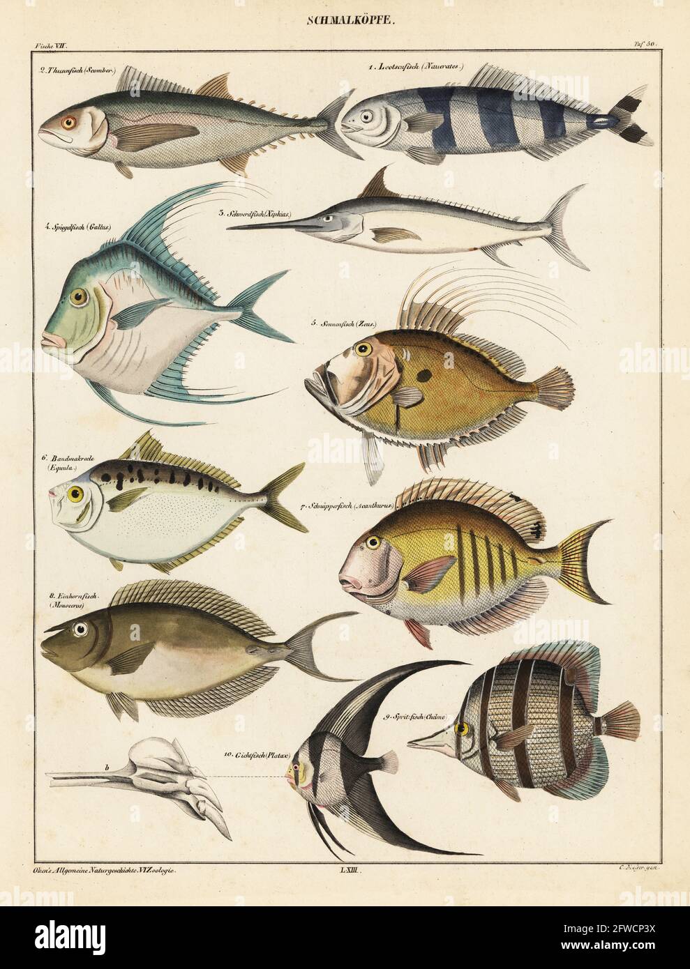 Varieties of fish. Plate 50. Schmalkopfe: 1 pilot fish, Naucrates ductor, Lootsenfisch, 2 endangered Atlantic bluefin tuna, Thunnus thynnus, Thunnfisch, 3 swordfish, Xiphias gladius, Schwerdfisch, 4 African pompano, Alectis ciliaris, Spiegelfisch, 5 John Dory, Zeus faber, Sonnenfisch, 6 pugnose ponyfish, Secutor insidiator, Bandmakreele, 7 doctorfish, Ananthurus chirurgus, Schnapperfisch, 8 unicorn leatherjacket, Aluterus monoceros,  Einhornfisc, 9 copperband butterflyfish, Chelmon rostratus, Spritzfisch, 10 teira batfish, Platax teira, Gichtfisch. Handcoloured lithograph by C. Meyer from Lore Stock Photo