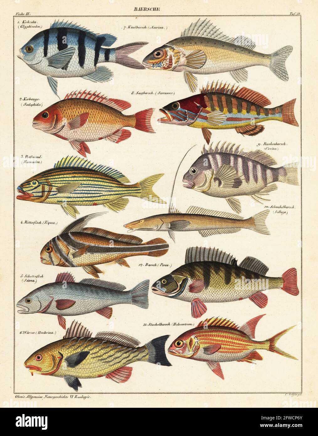 Fish species: 1 scissortail sergeant, Abudefduf sexfasciatus, Kerbzahn, (Glyphisodon), 2 whitecheek monocle bream, Scolopsis vosmeri, Kerbauge (Scolophides), 3 bluestriped grunt, Haemulon sciurus, Rothmaul, 4 jack-knifefish, Equetus lanceolatus, Ritterfisch (Eques), 5 meagre, Argyrosomus regius, Schattenfisch (Sciaena), 6 shi drum, Umbrina cirrosa, Warzer, 7 ruffe, Gymnocephalus cernua, Kaulbarsch (Acerina), 8 comber, Serranus cabrilla, Saegbarsch, 9 redbarred hawkfish, Cirrhitops fasciatus, Rankenbarsch (Cirrites), 10 flathead sillago, Sillaginopsis panijus, Schnabelbarsch (Sillago), 11 squir Stock Photo