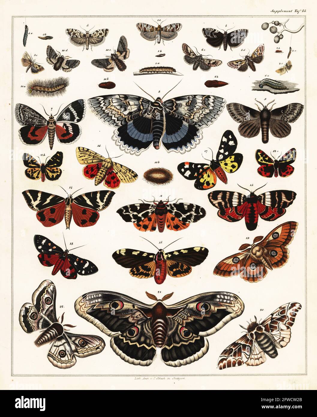 Varieties of butterflies, moths, and their caterpillars, larvae, pupae, etc. Handcoloured lithograph by C. Schach from Lorenz Oken's Universal Natural History, Allgemeine Naturgeschichte fur alle Stande, Stuttgart, 1841. Stock Photo