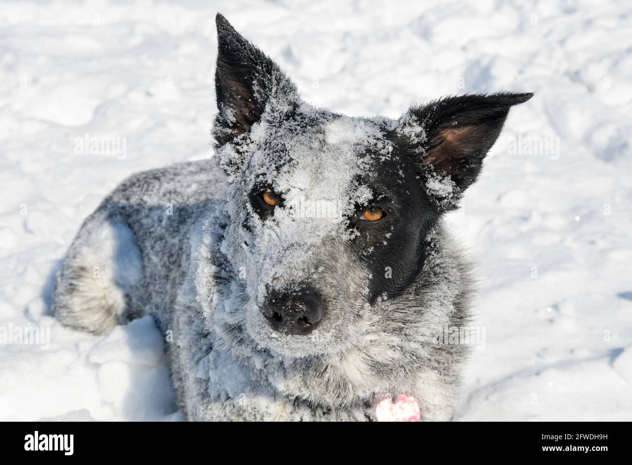 Texas Heeler dog covered in snow after playing hard in it; looking at the viewer Stock Photo