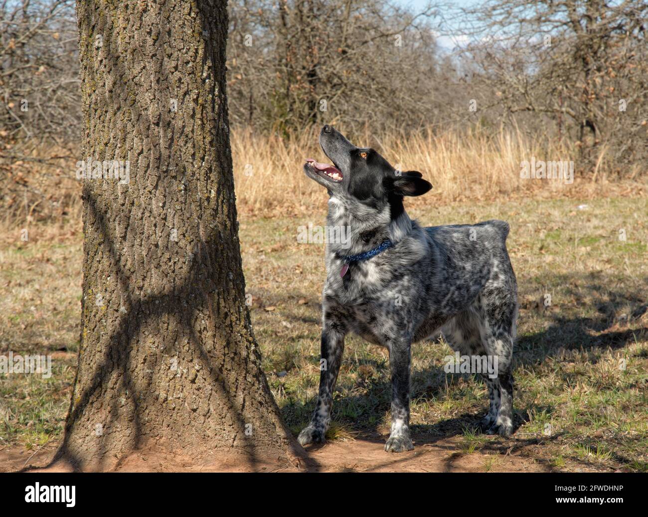 Black and white spotted dog standing under a tree, looking up keenly Stock Photo
