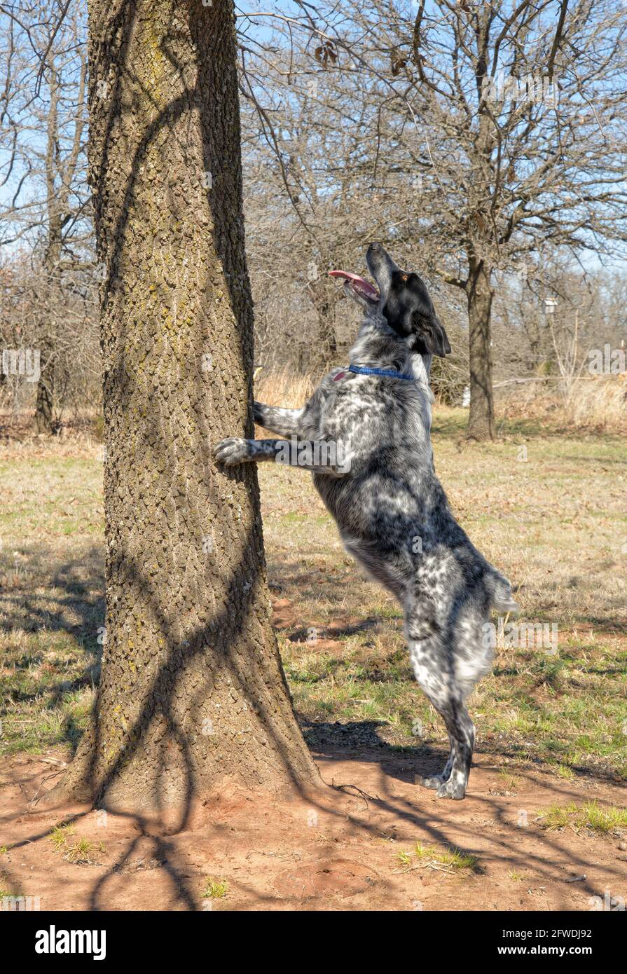 Texas Heeler dog standing up against a tree on two feet, looking up Stock Photo