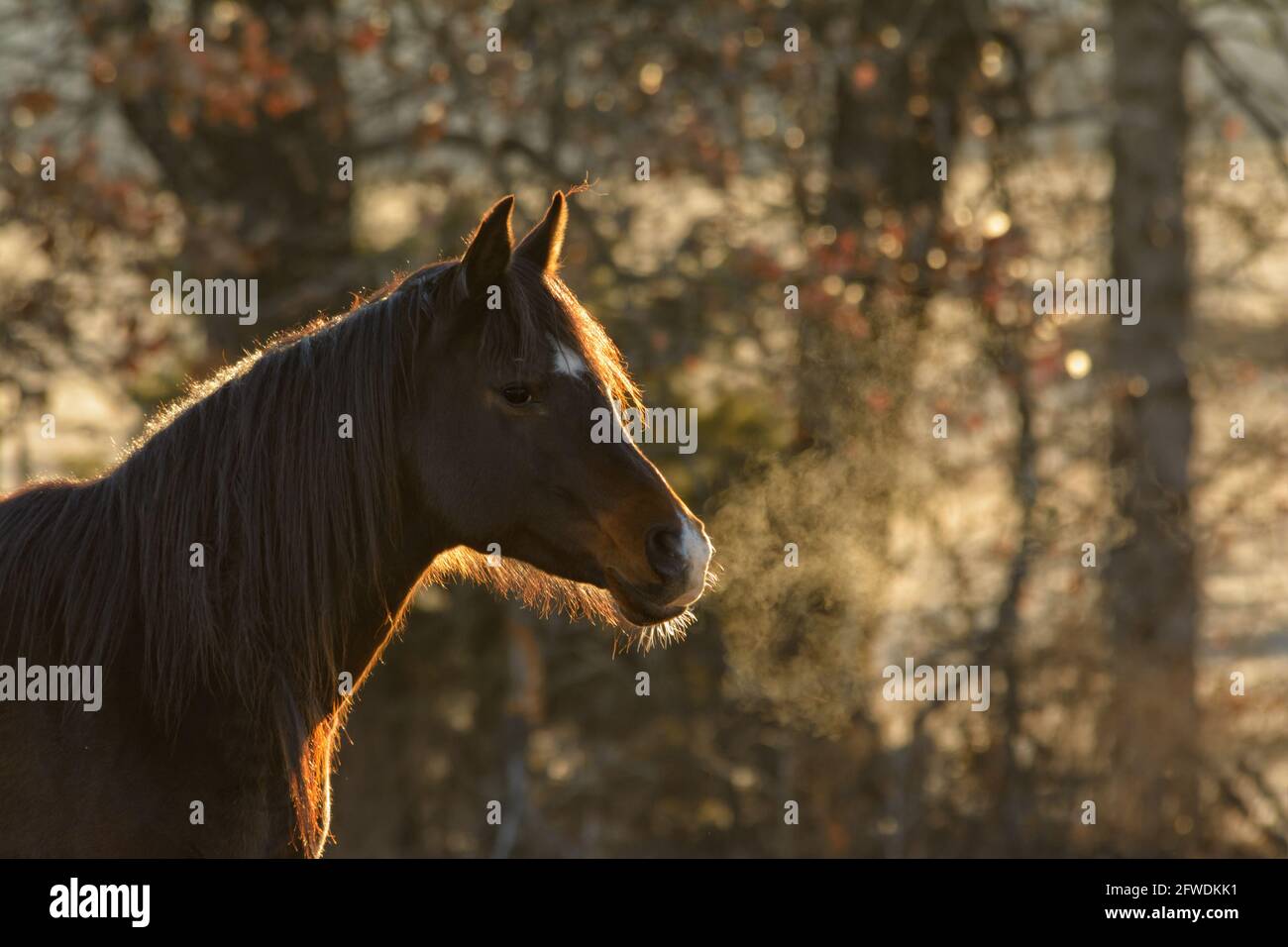 Dark bay Arabian horse on an early winter morning, with sunrise lighting up his outline and his steamy breath Stock Photo