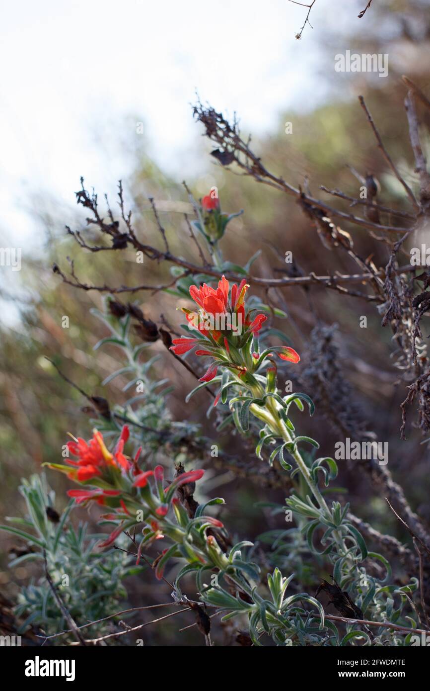 Red bracted spike inflorescences bloom on Chaparral Paintbrush, Castilleja Foliolosa, Orobanchaceae, native in the Santa Monica Mountains, Springtime. Stock Photo