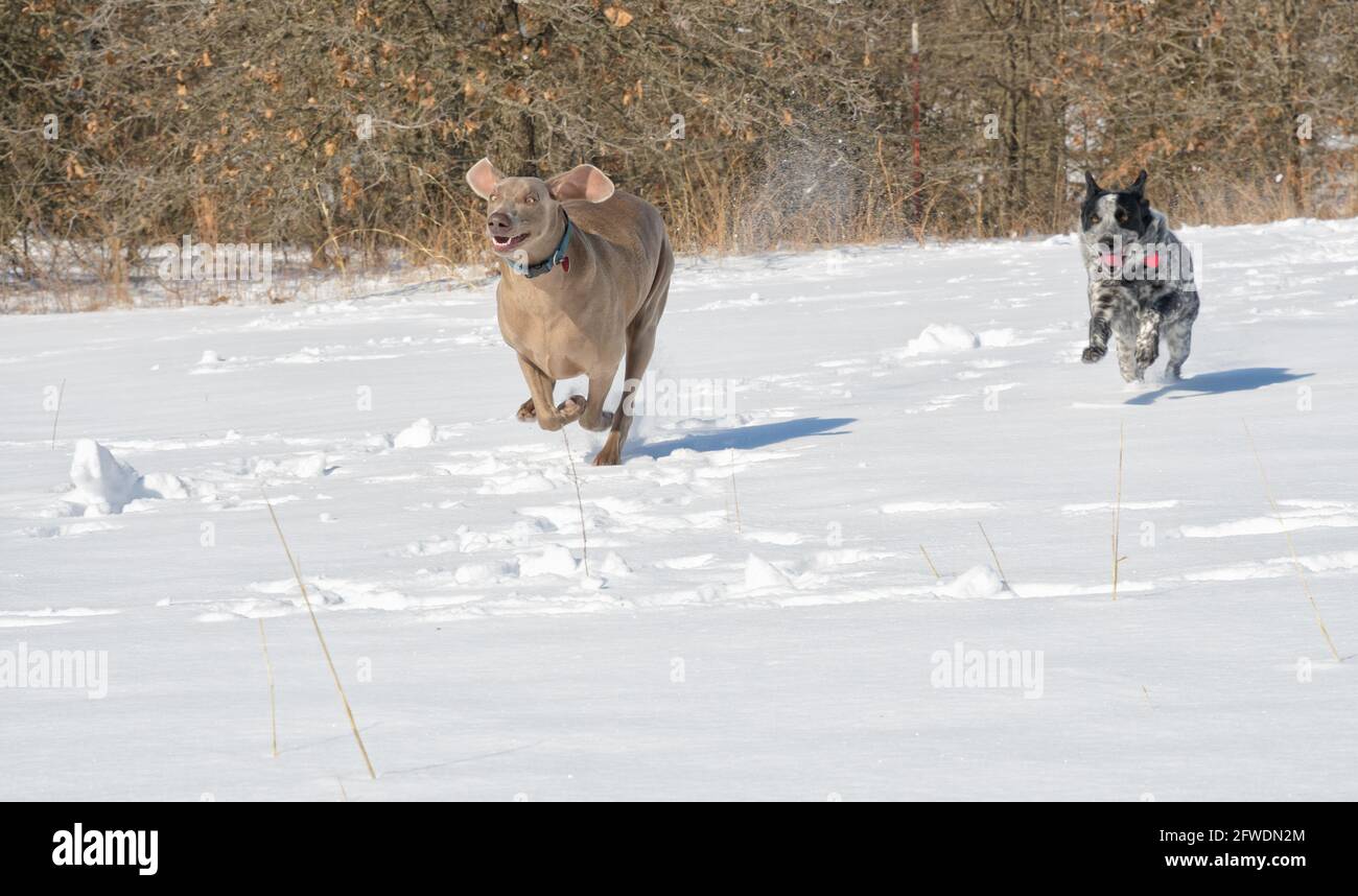 Goofy looking Weimaraner running through a snowy field, with his little spotted friend following Stock Photo