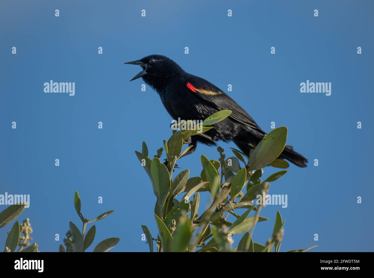Red-Winged Blackbird sits on the tree top chirping and calling nearby Blackbirds. The Red Winged Black Bird is known for its red & yellow tipped wing Stock Photo