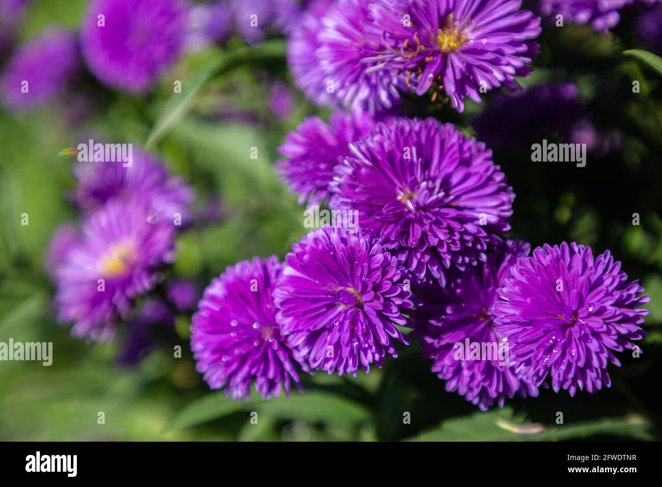Purple flowers of Italian Asters, Michaelmas Daisy (Italian Starwort, Fall Aster, violet blossom) Stock Photo