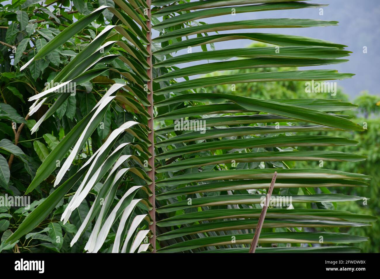 Arenga pinnata commonly known as Sugar Palm, big green folios and white on the backside of leaves. Stock Photo
