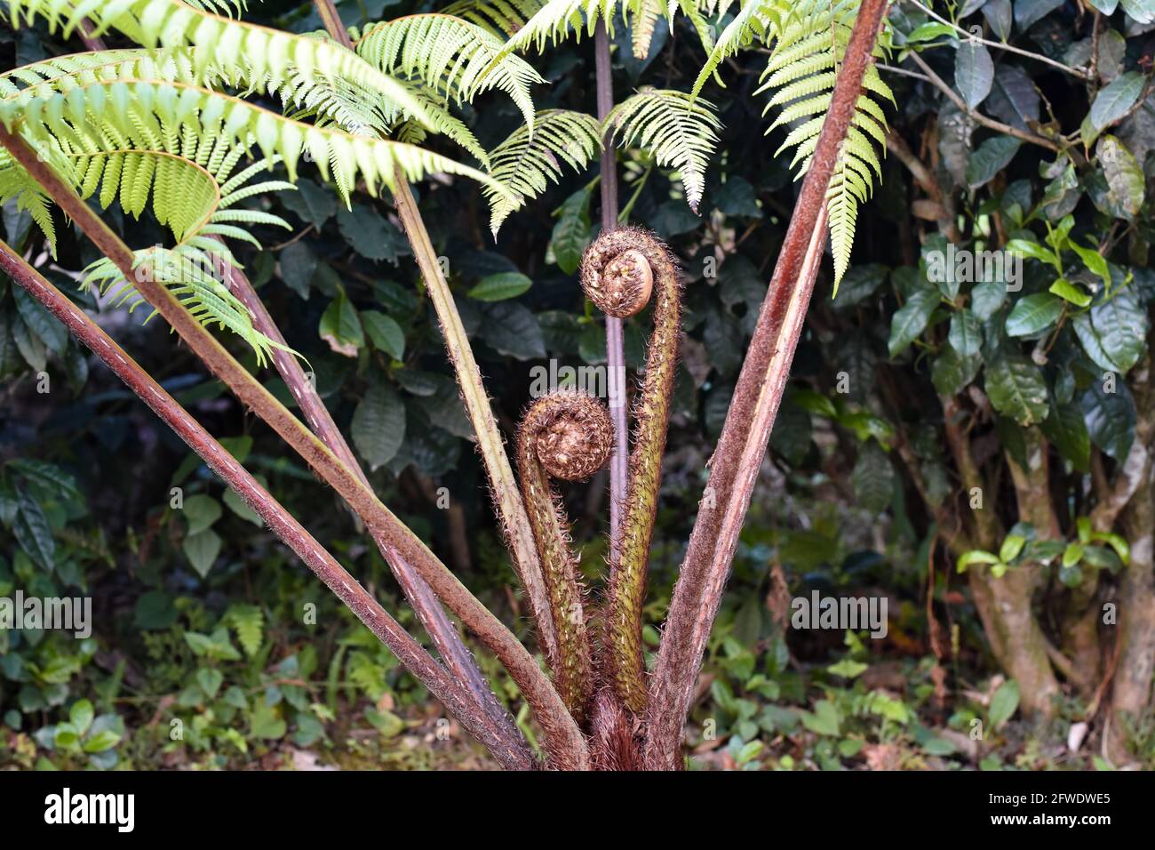 Close up view of Cyathea lepifera, the brush pot tree is a fern that grows in the mountains of Himalaya. Stock Photo