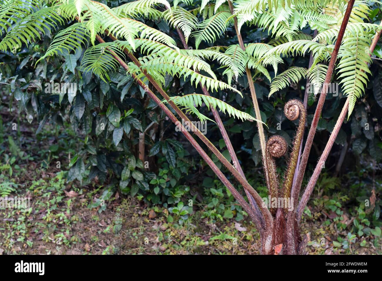 Close up view of Cyathea lepifera, the brush pot tree is a fern that grows in the mountains of Himalaya. Stock Photo