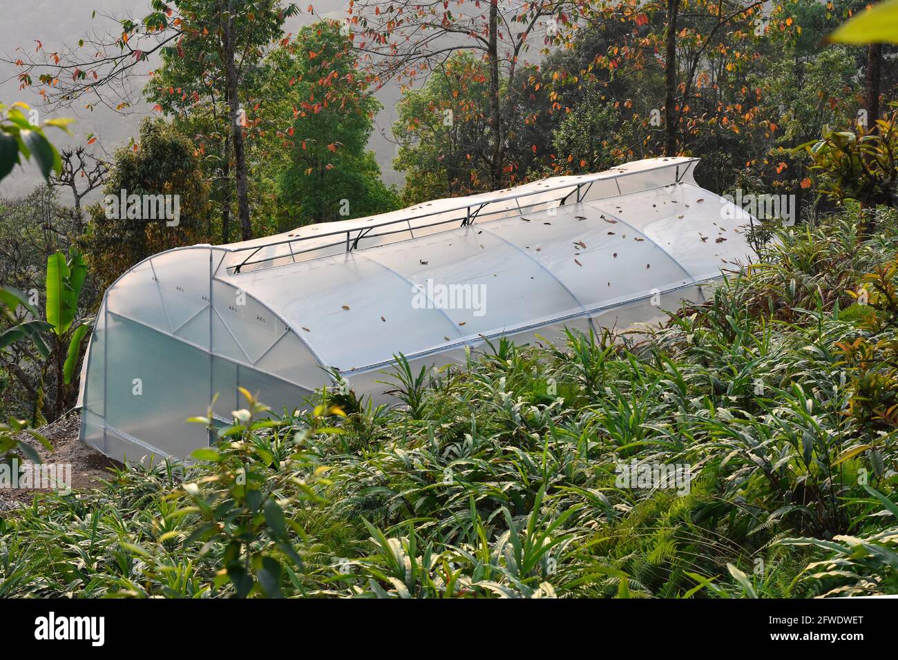 Top view, Greenhouse structure, with walls and roof made of transparent Plastic material,Provide plants regulated climatic conditions. Stock Photo