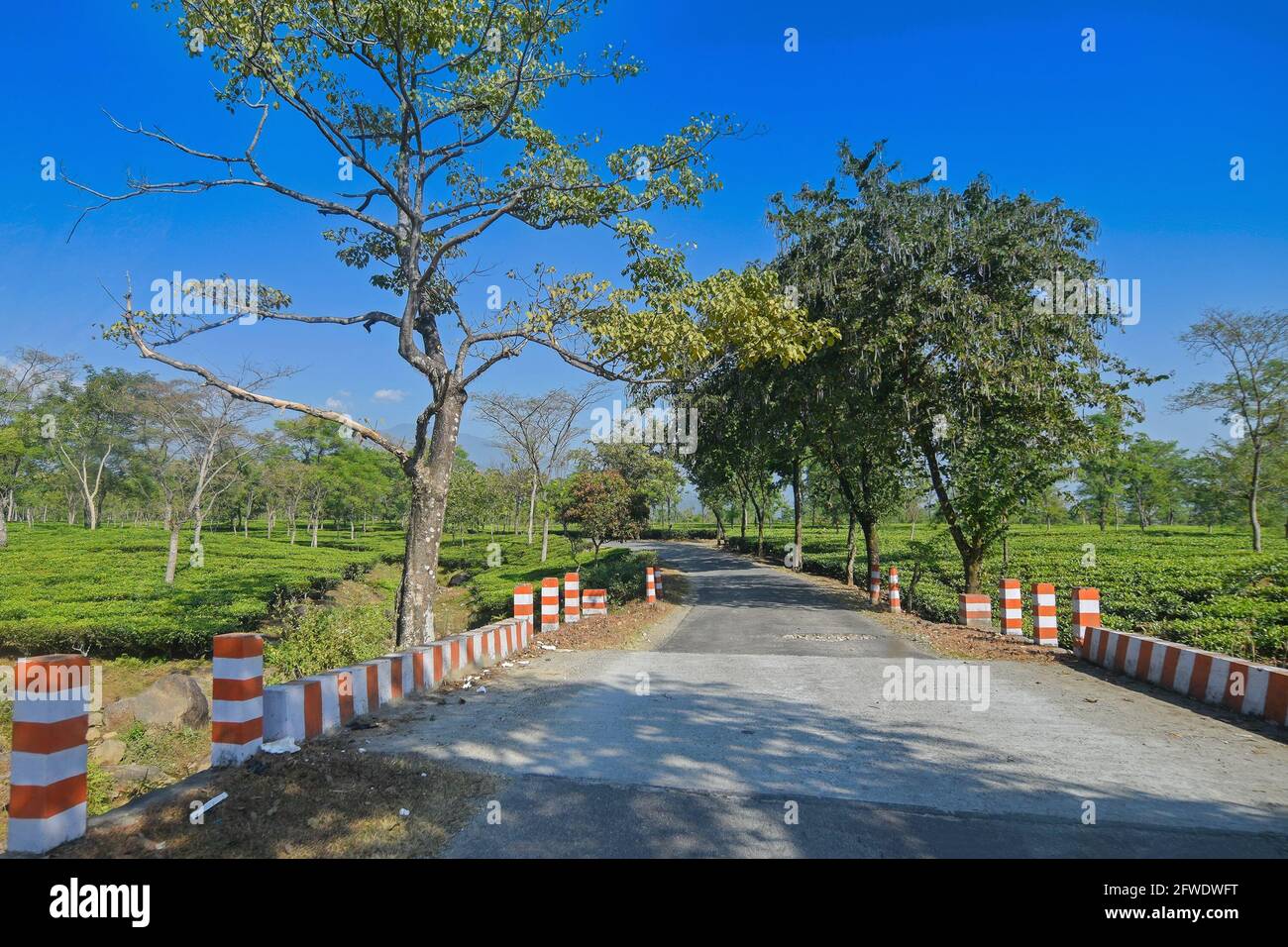 A beautiful road passing through tea estate of Jhalong, Dooars - North Bengal, West Bengal, India. Stock Photo