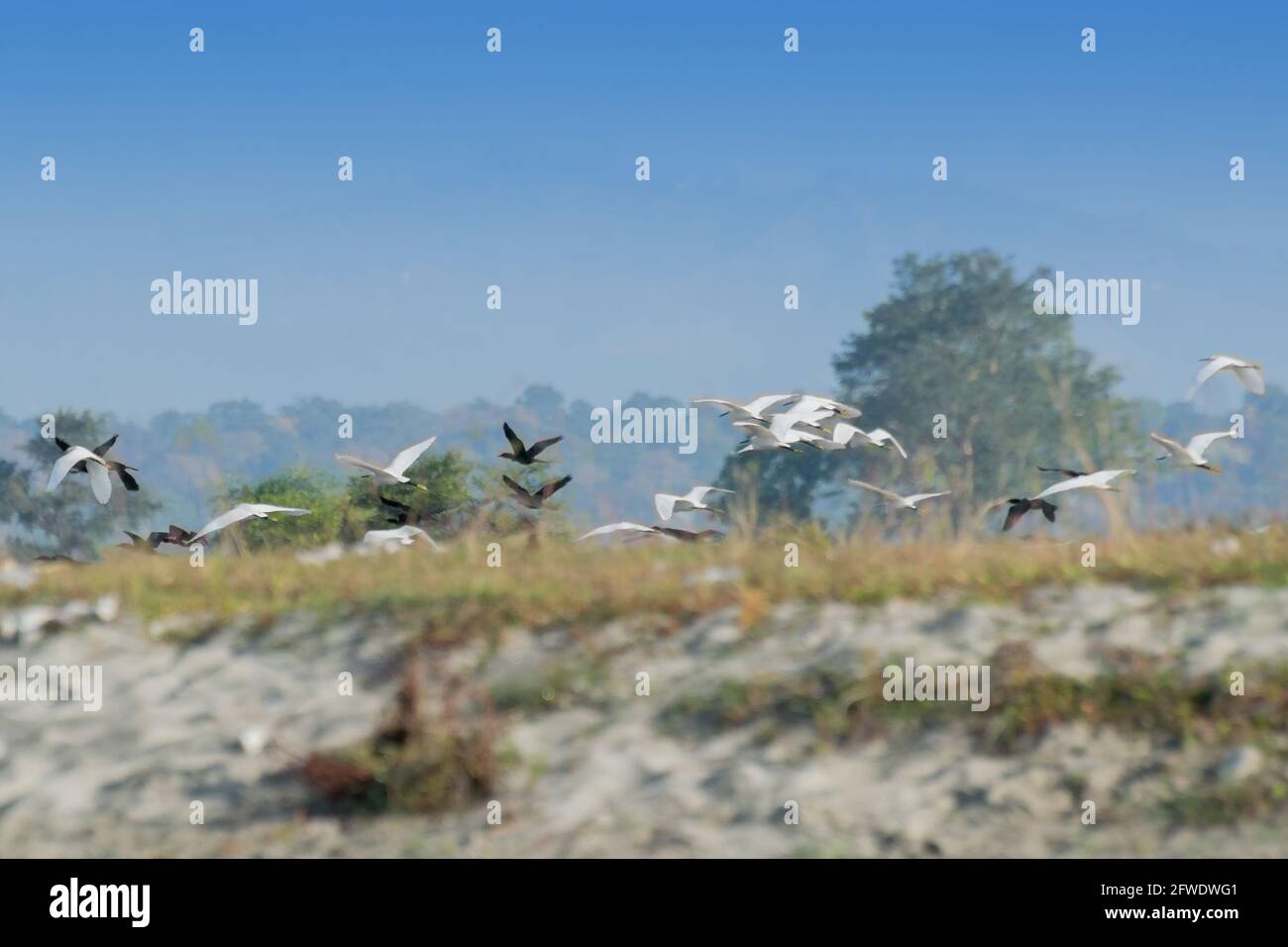 Birds flying over Murti river, scenic beauty of North Bengal - West Bengal, India Stock Photo