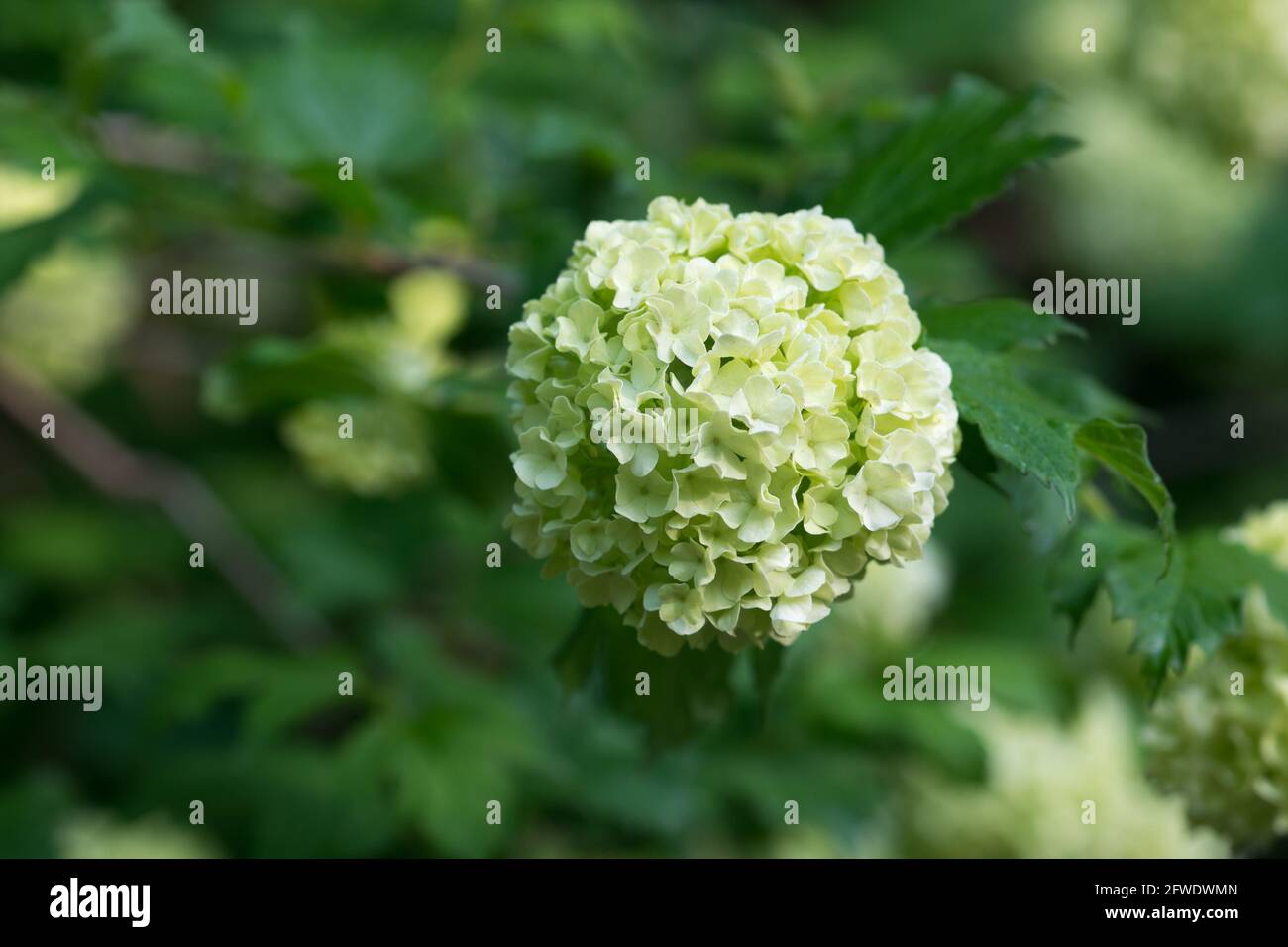 Hydrangea arborescens, sevenbark spring flowers closeup selective focus Stock Photo