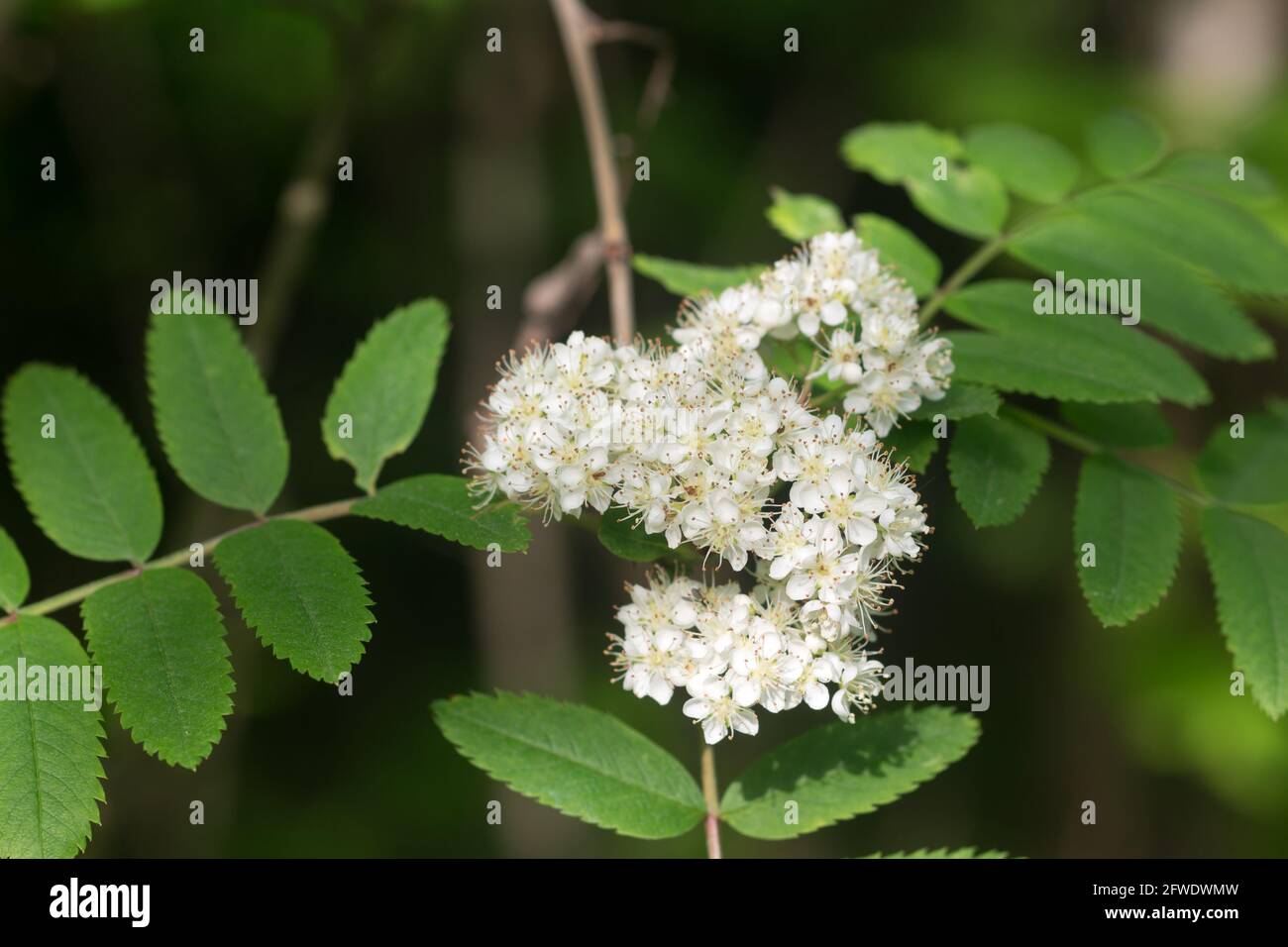 Mountain ash flower buds hi-res stock photography and images - Alamy