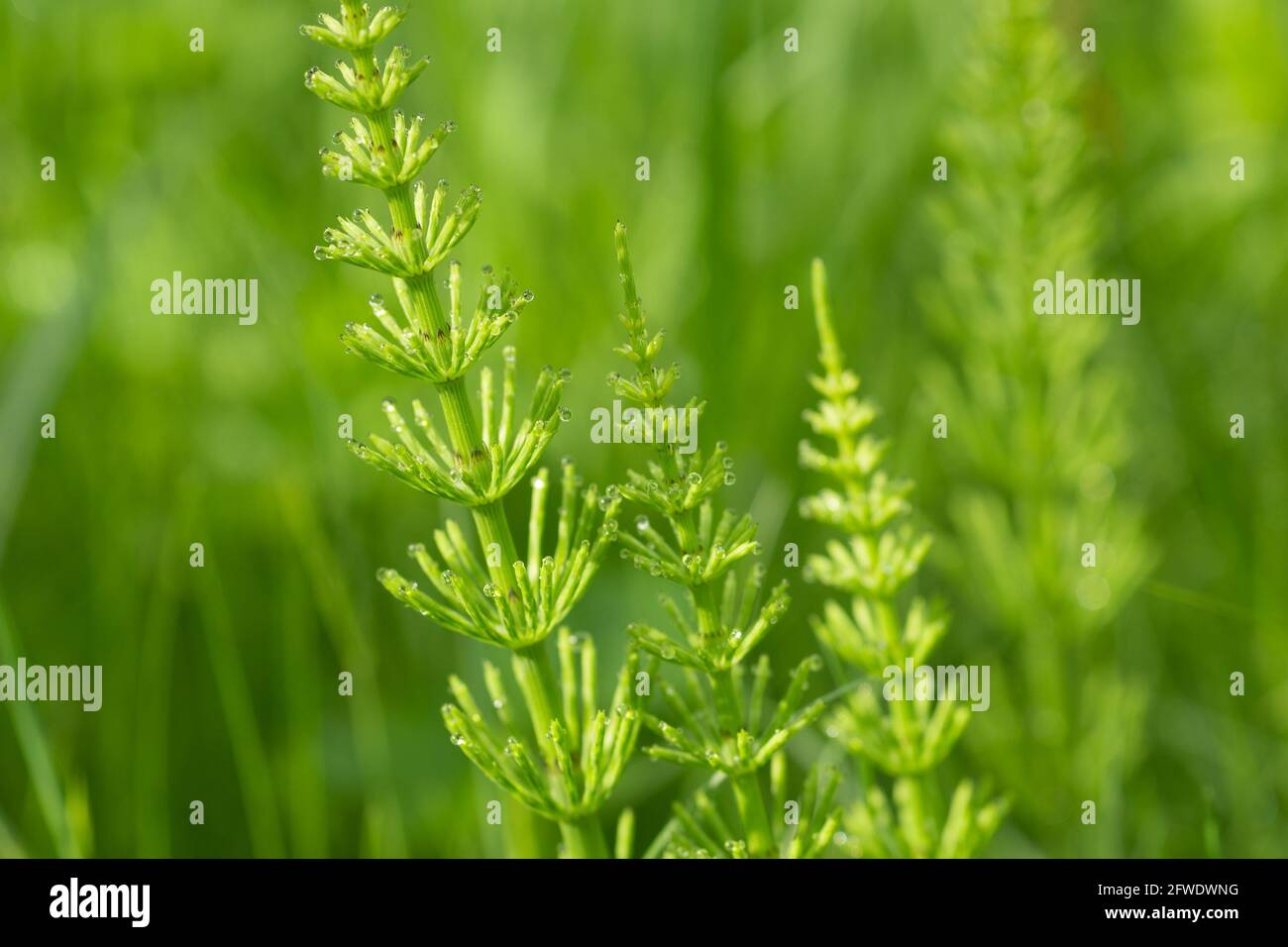 Equisetum arvense,  field horsetail with dew drops closeup selective focus Stock Photo