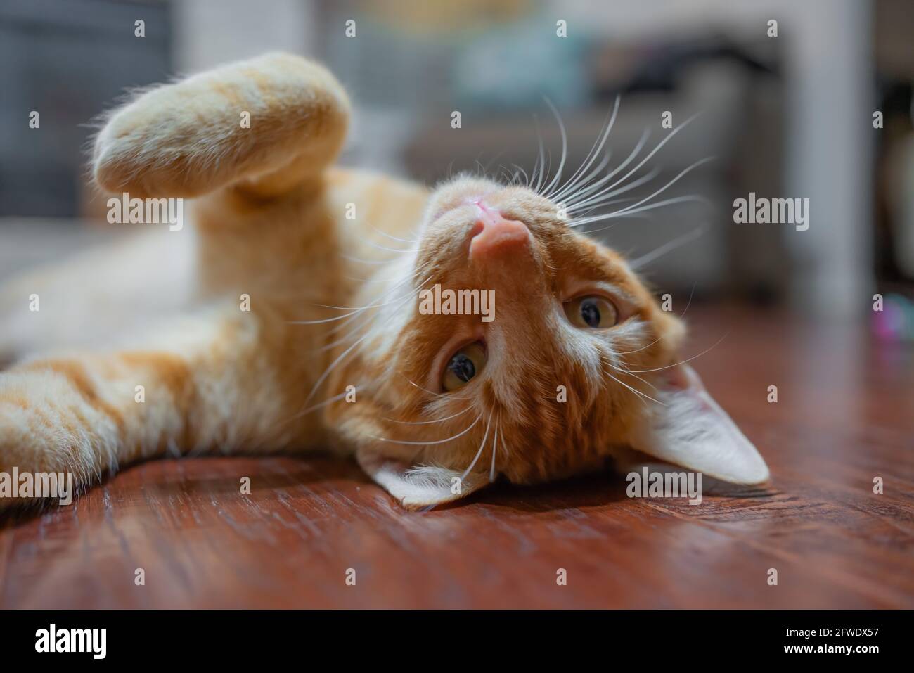 Cat face and paw Laying upside down Stock Photo