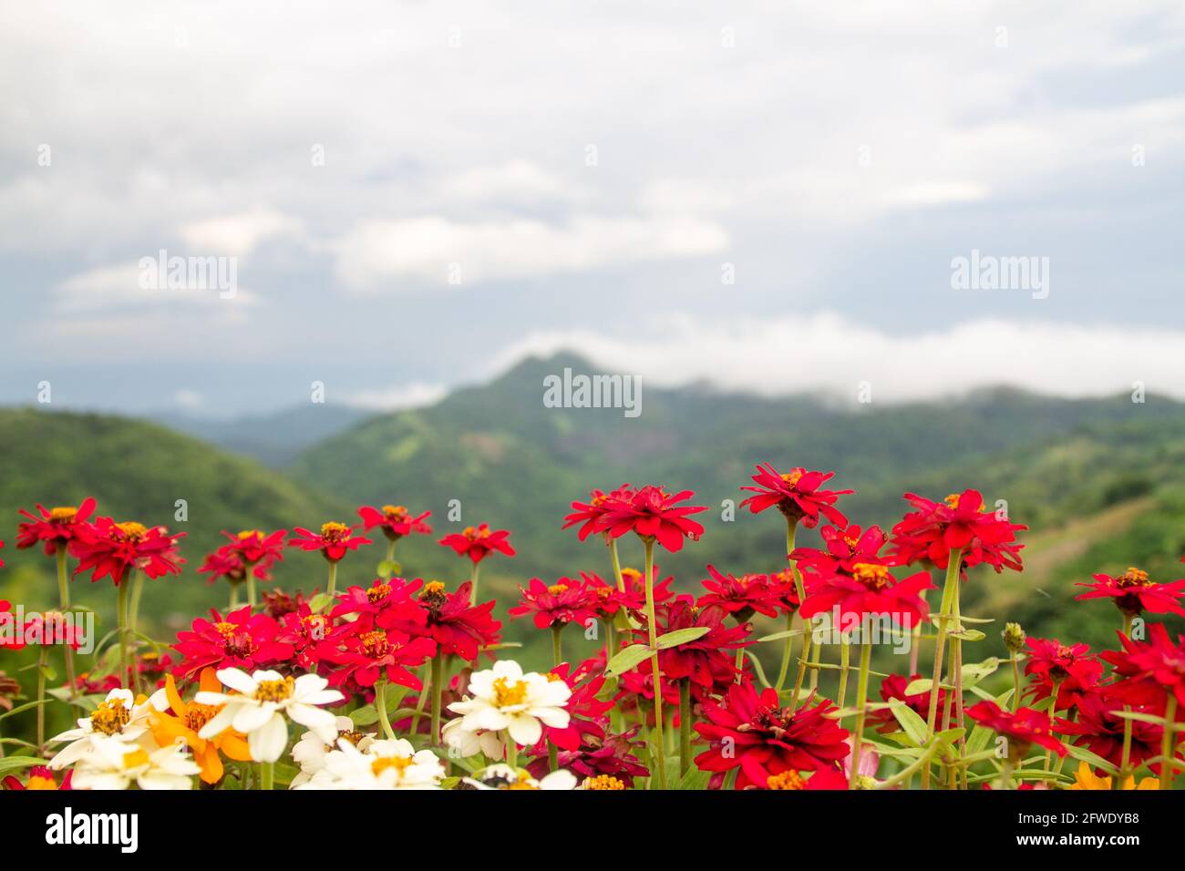Flowers of various colors have mountains as a background. Stock Photo