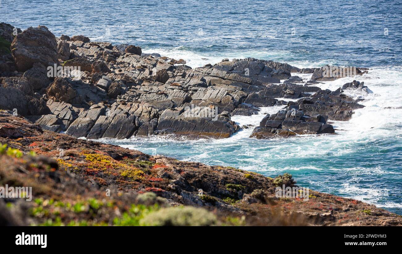 A Fur Seal colony sunning themselves on rocks on Kangaroo Island South Australia on May 8th 2021 Stock Photo