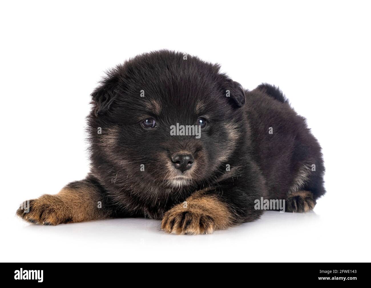 puppy Finnish Lapphund in front of white background Stock Photo - Alamy