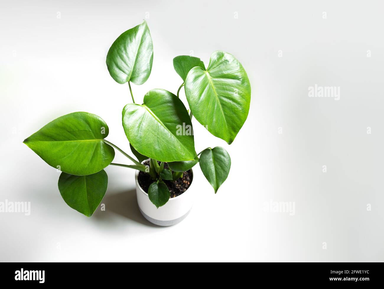 Young plant of Monstera deliciosa in a flower pot on a light background  close-up, home gardening and connecting with nature Stock Photo - Alamy