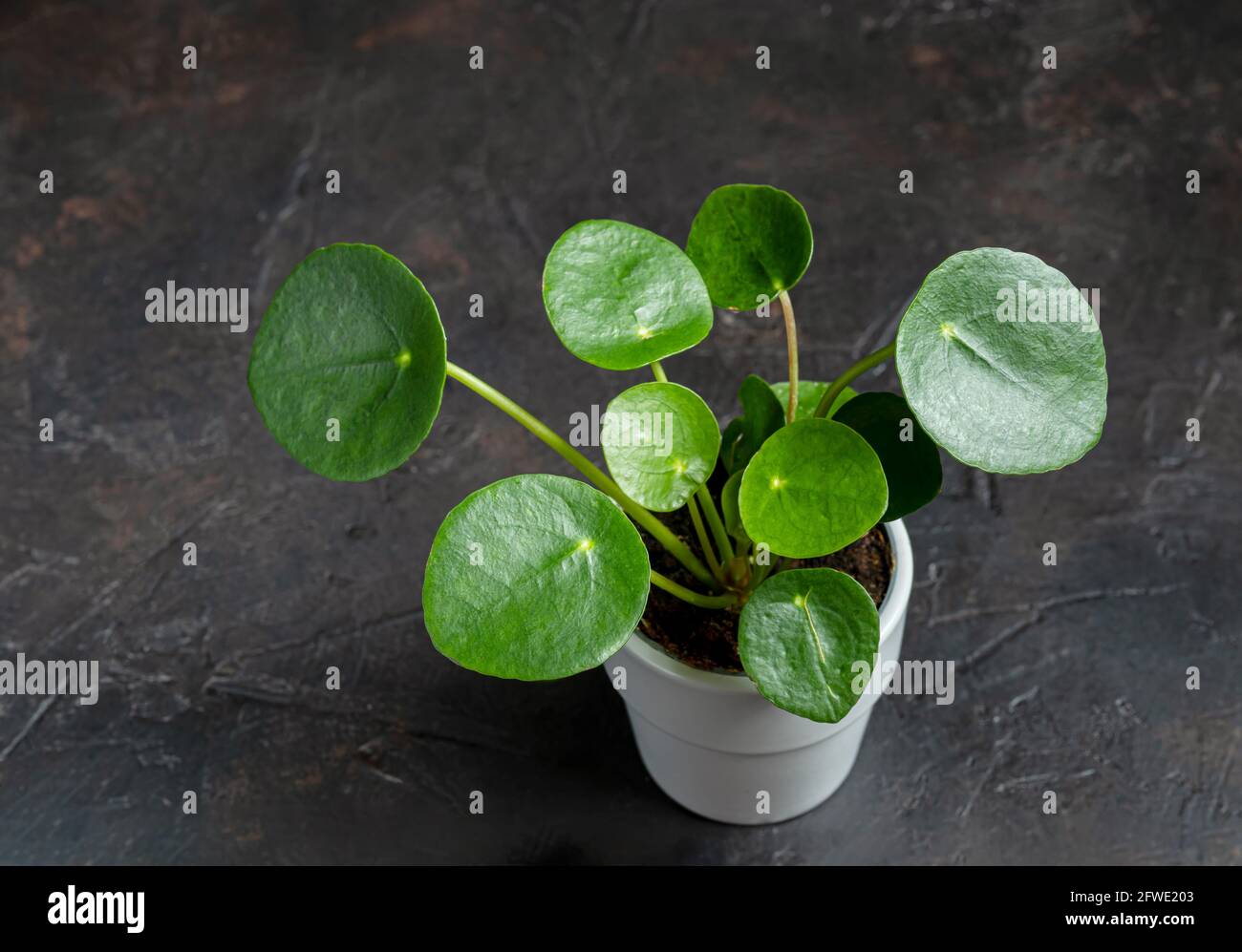 Pilea young housplant in a gray pot on a gray background, minimalism and connecting with nature concept Stock Photo