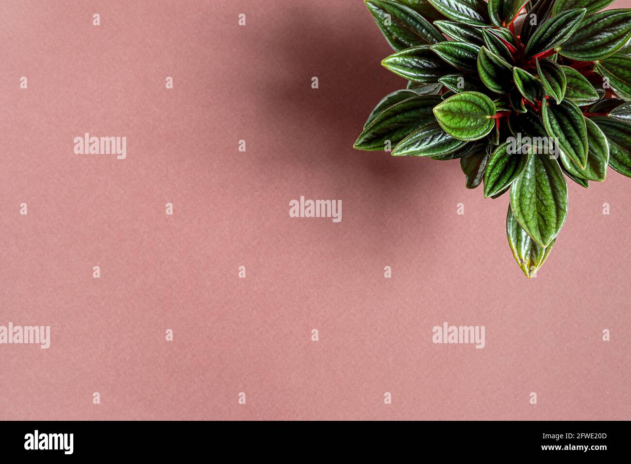 Young plant of Peperomia rosso on a pink background, top view with copy space, minimalism and connecting with nature concept Stock Photo