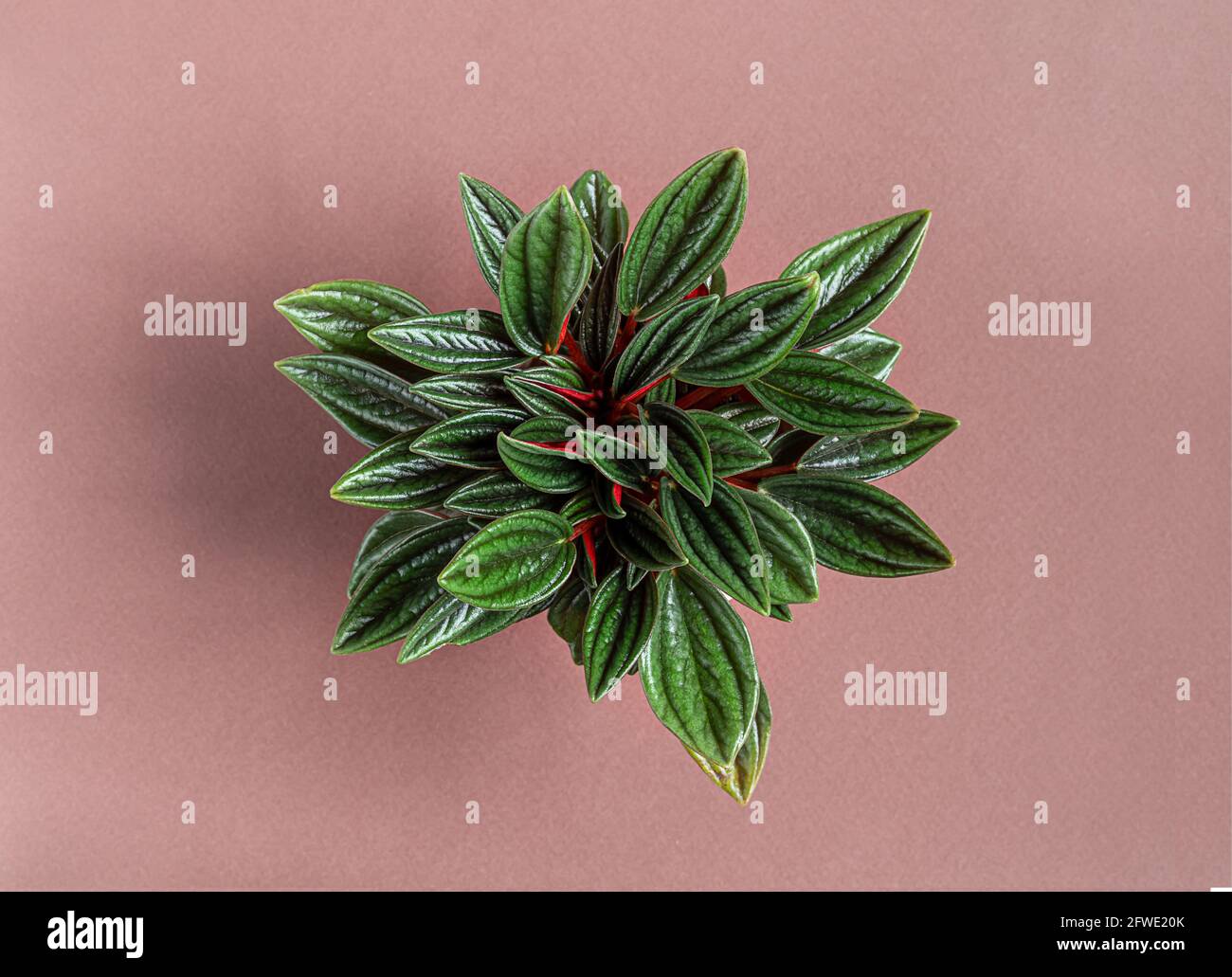 Houseplant Peperomia rosso on a pink background, top view with copy space, minimalism and connecting with nature concept Stock Photo