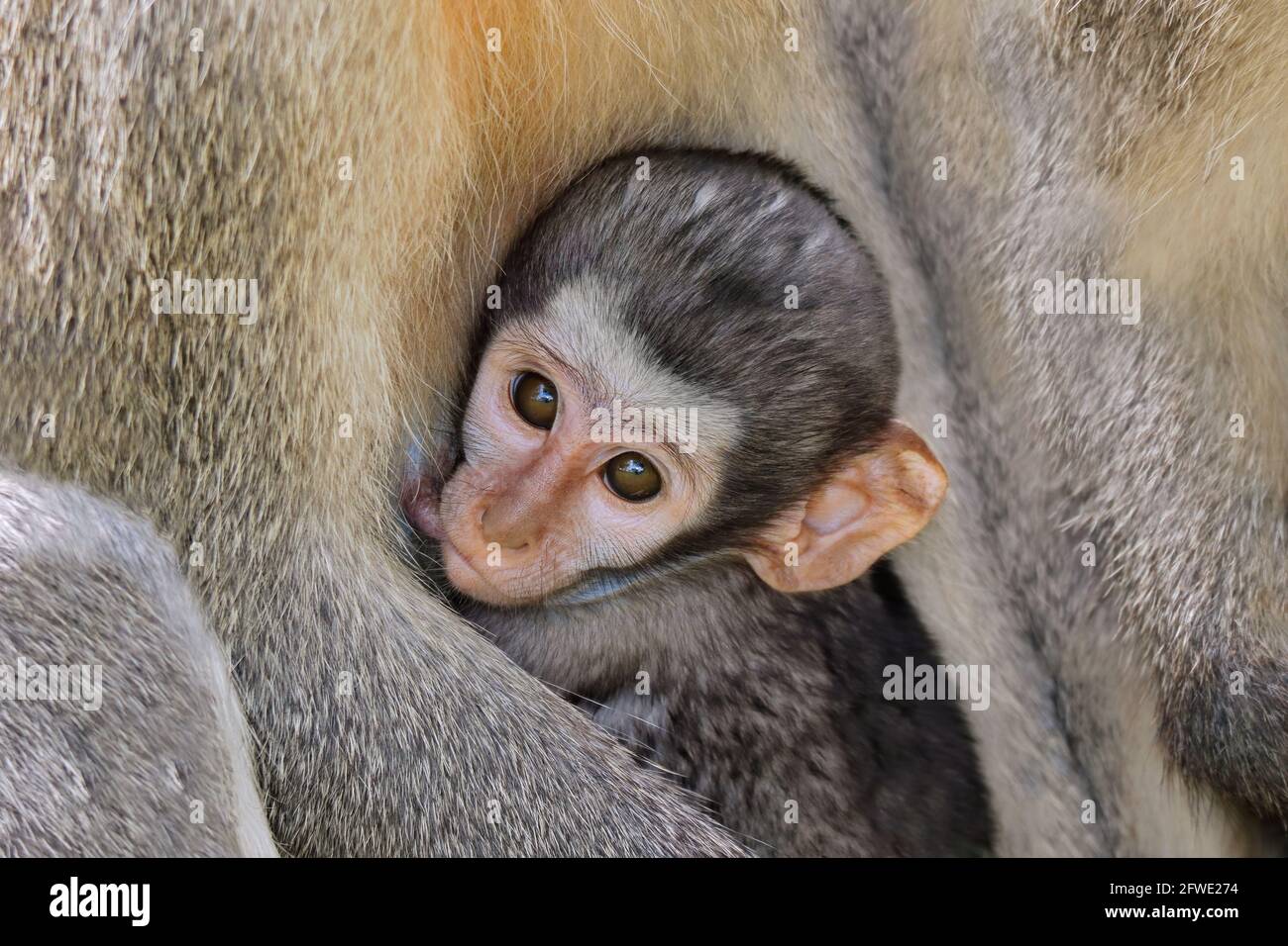 Suckling baby vervet monkey (Cercopithecus aethiops), Kruger National Park, South Africa Stock Photo