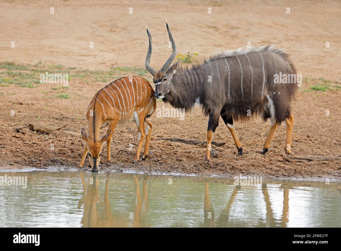 Male And Female Nyala Antelopes Tragelaphus Angasii At A Waterhole 