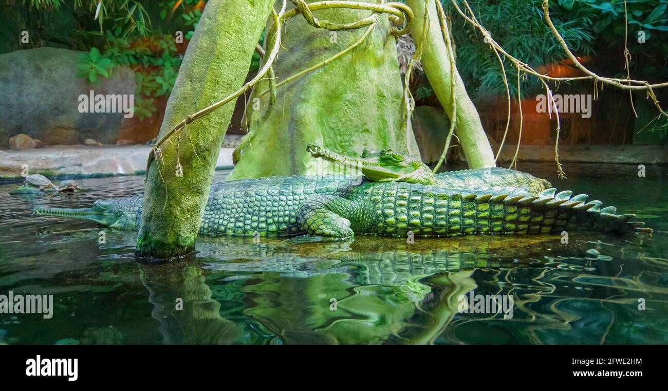 The gharial (Gavialis gangeticus), also known as the gavial, fish-eating crocodile is a crocodilian in the family Gavialidae Stock Photo