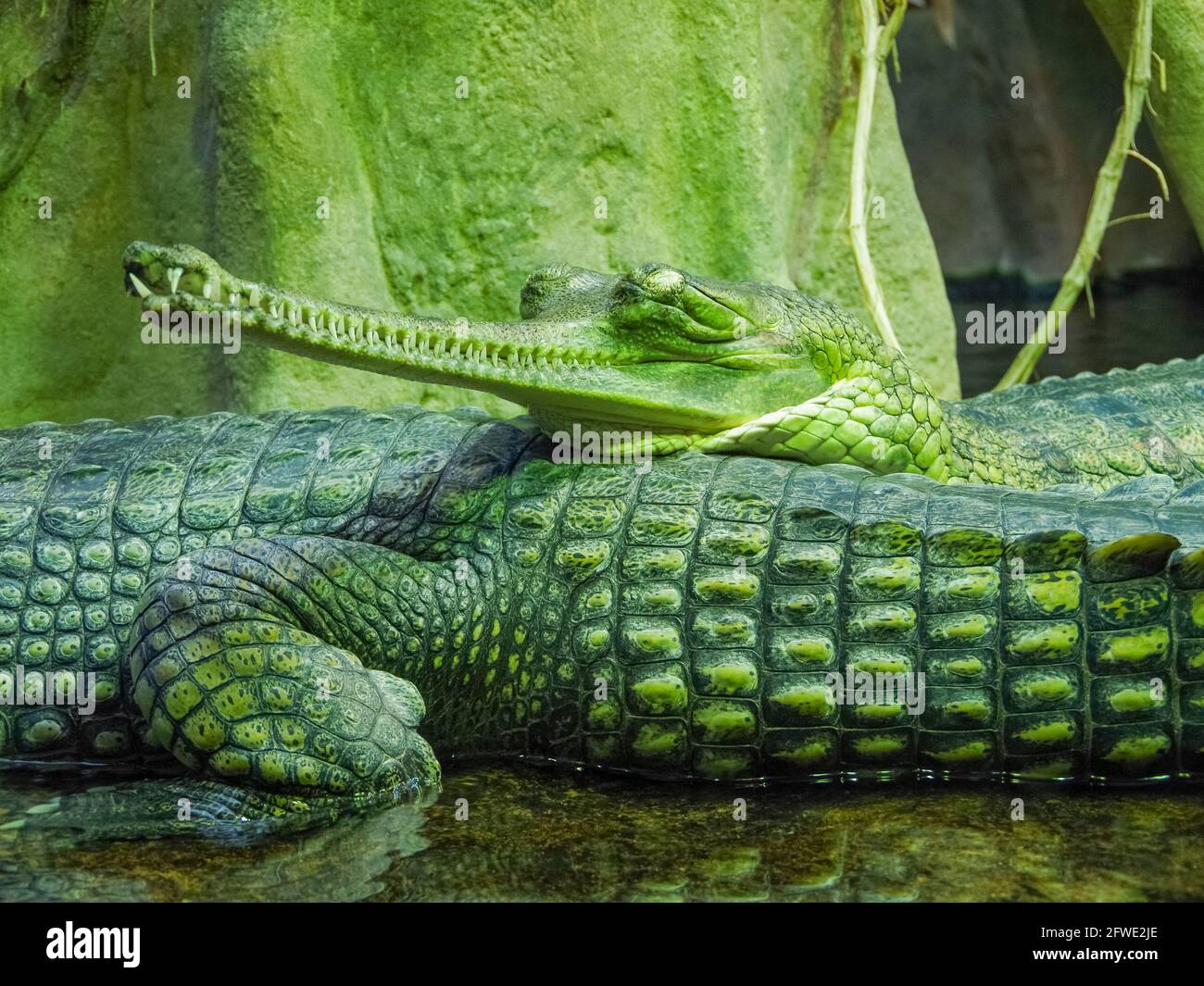 Detail photo of Gharial. The gharial (Gavialis gangeticus), also known as the gavial, fish-eating crocodile is a crocodilian in the family Gavialidae. Stock Photo
