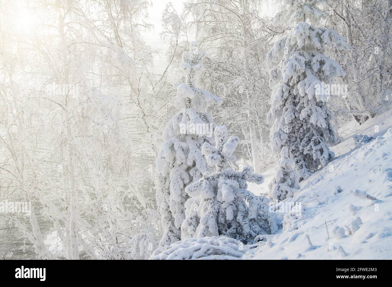 Winter in a snowy forest Stock Photo - Alamy