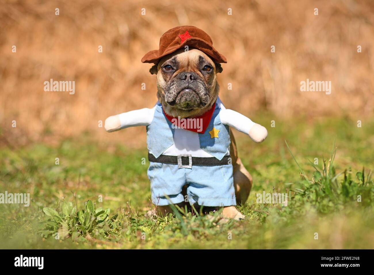Cute Funny French Bulldog dog wearing cowboy full body Halloween costume with hat and fake arms Stock Photo