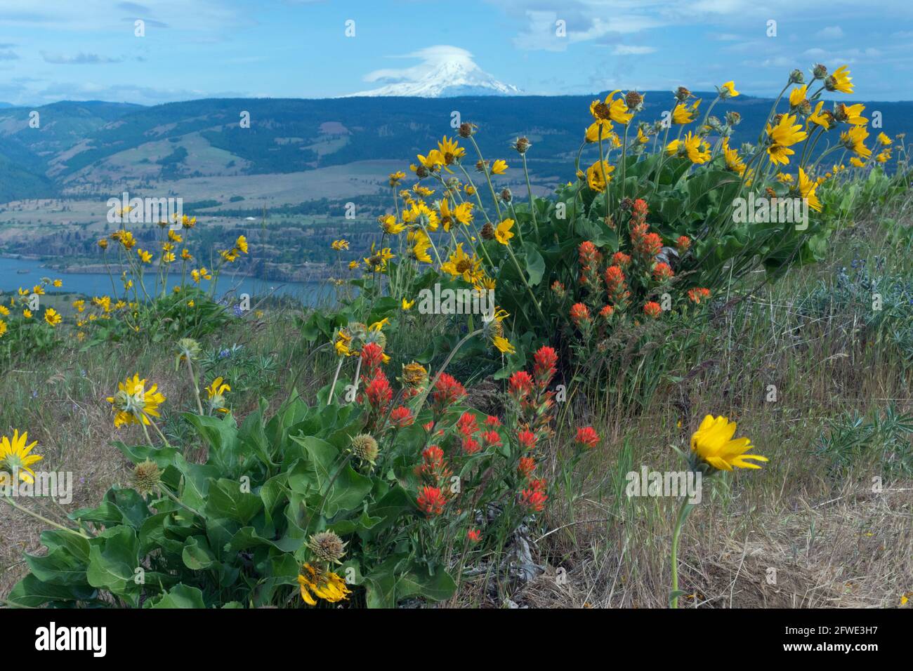 Red Indian Paintbrush and yellow Balsamroot flowers bloom at the Tom McCall Preserve, overlooking the Columbia River Gorge with a view of Mt. Adams. Stock Photo