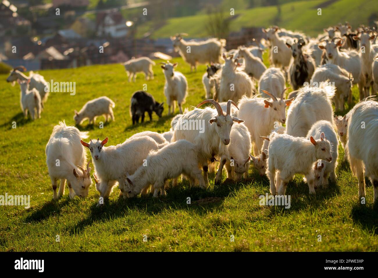 a herd of white goats grazing in the mountain meadow Stock Photo - Alamy
