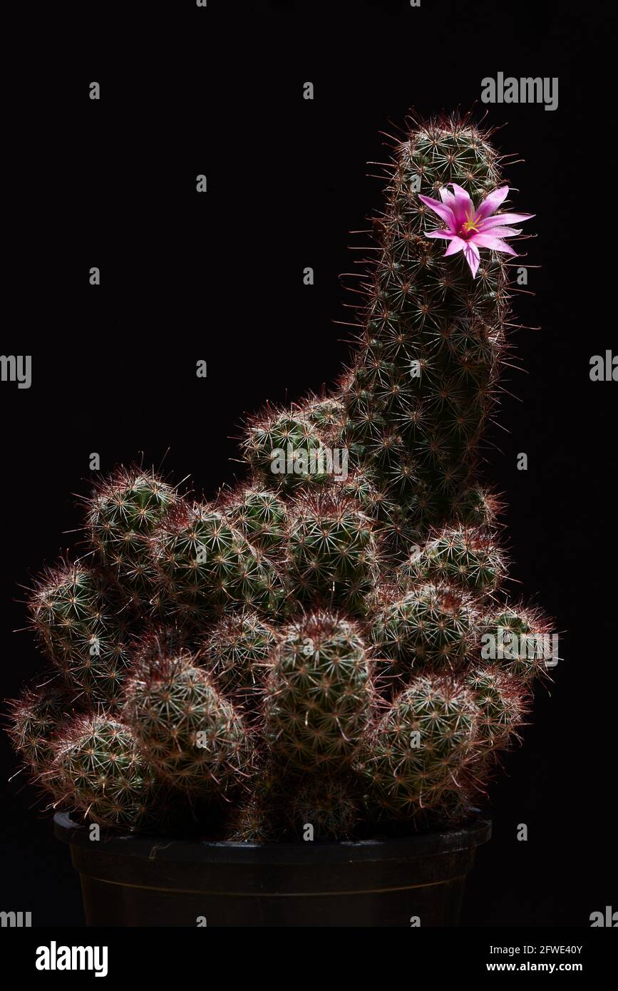 Beautiful pink flower of mammillaria beneckei cactus on black background Stock Photo