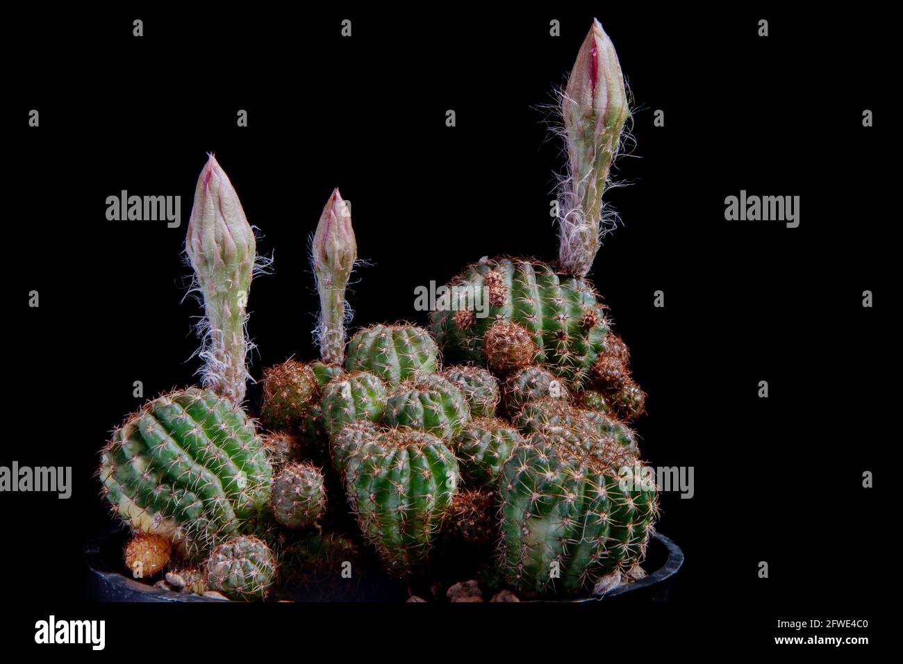 close up lobivia cactus blooming against dark background Stock Photo