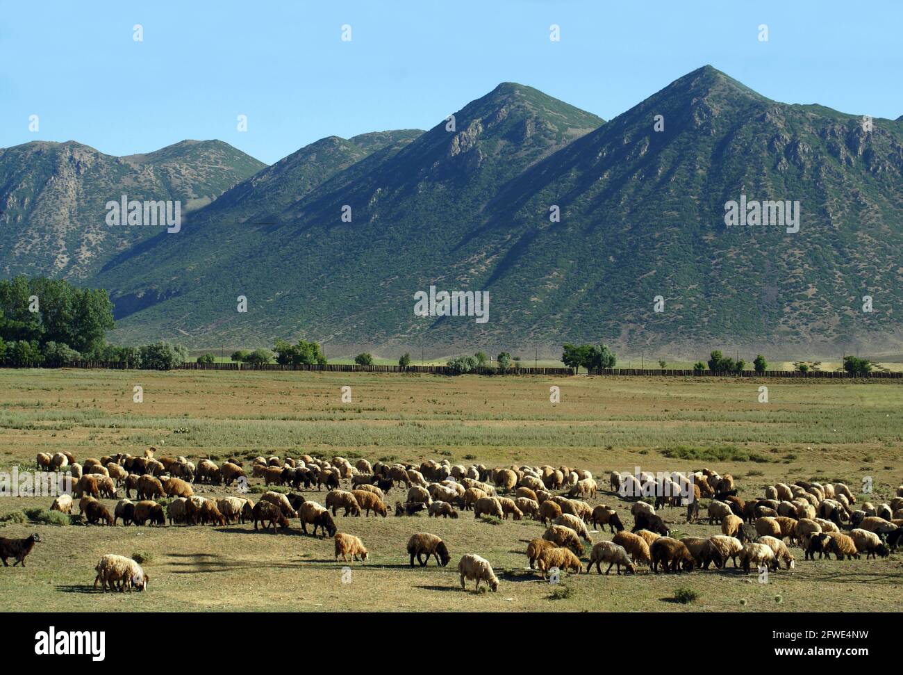 A panoramic shot of animals on a landscape under the blue sky in Turkey. This realistic and vibrant shot reflects the perfect harmony of natural eleme Stock Photo