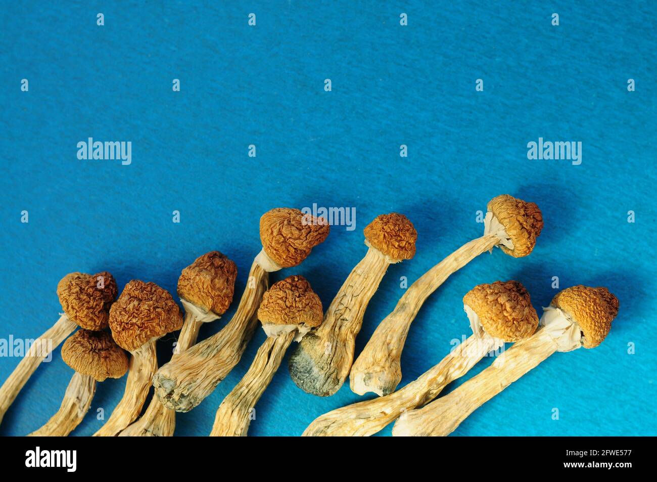 Dry psilocybin mushrooms on bright blue background. Psychedelic magic