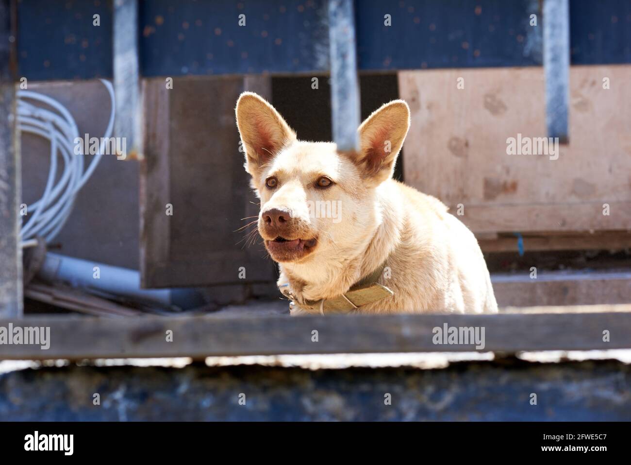 angry dog walks behind the fence and barks Stock Photo