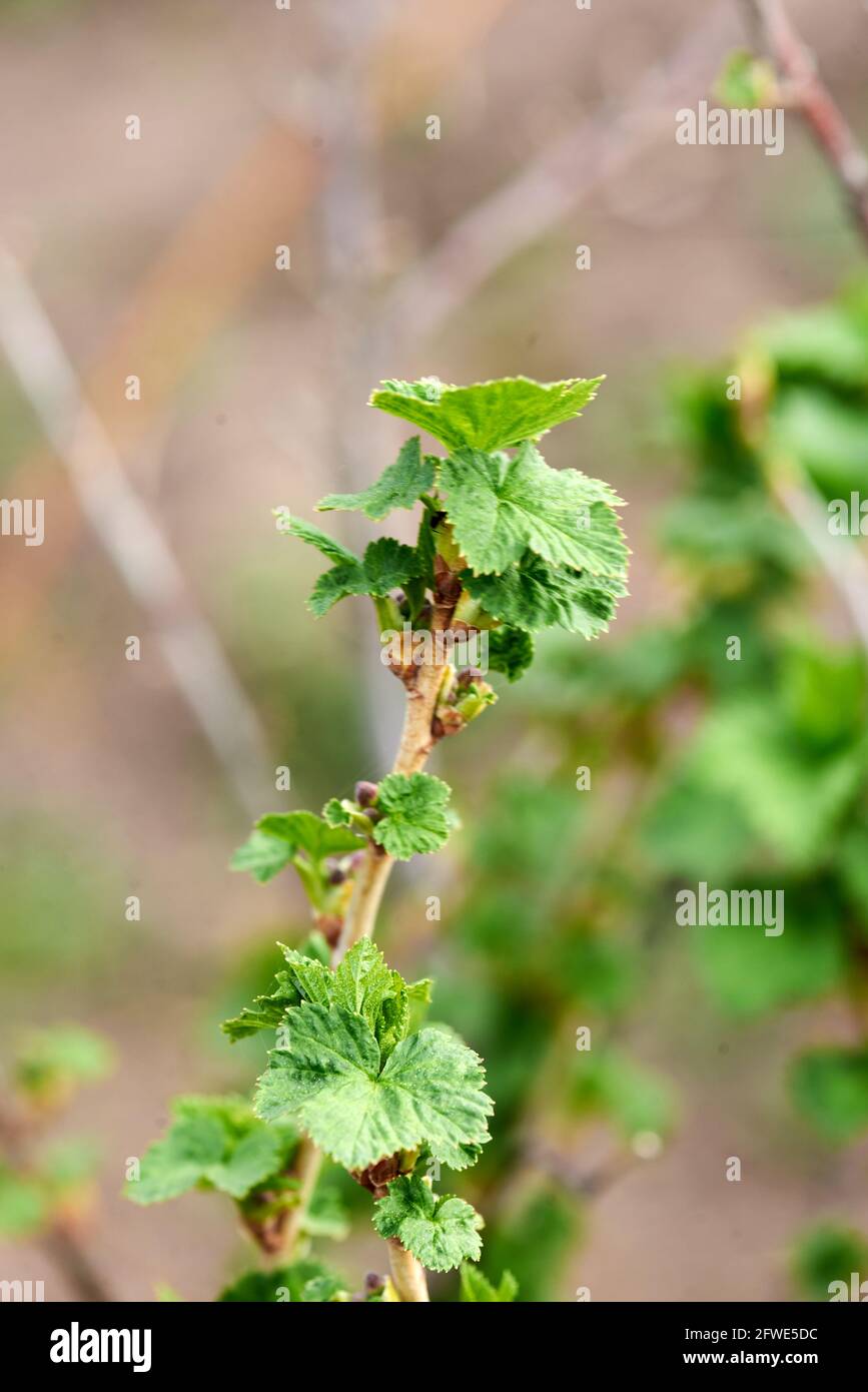 green branch of young currants in the garden Stock Photo