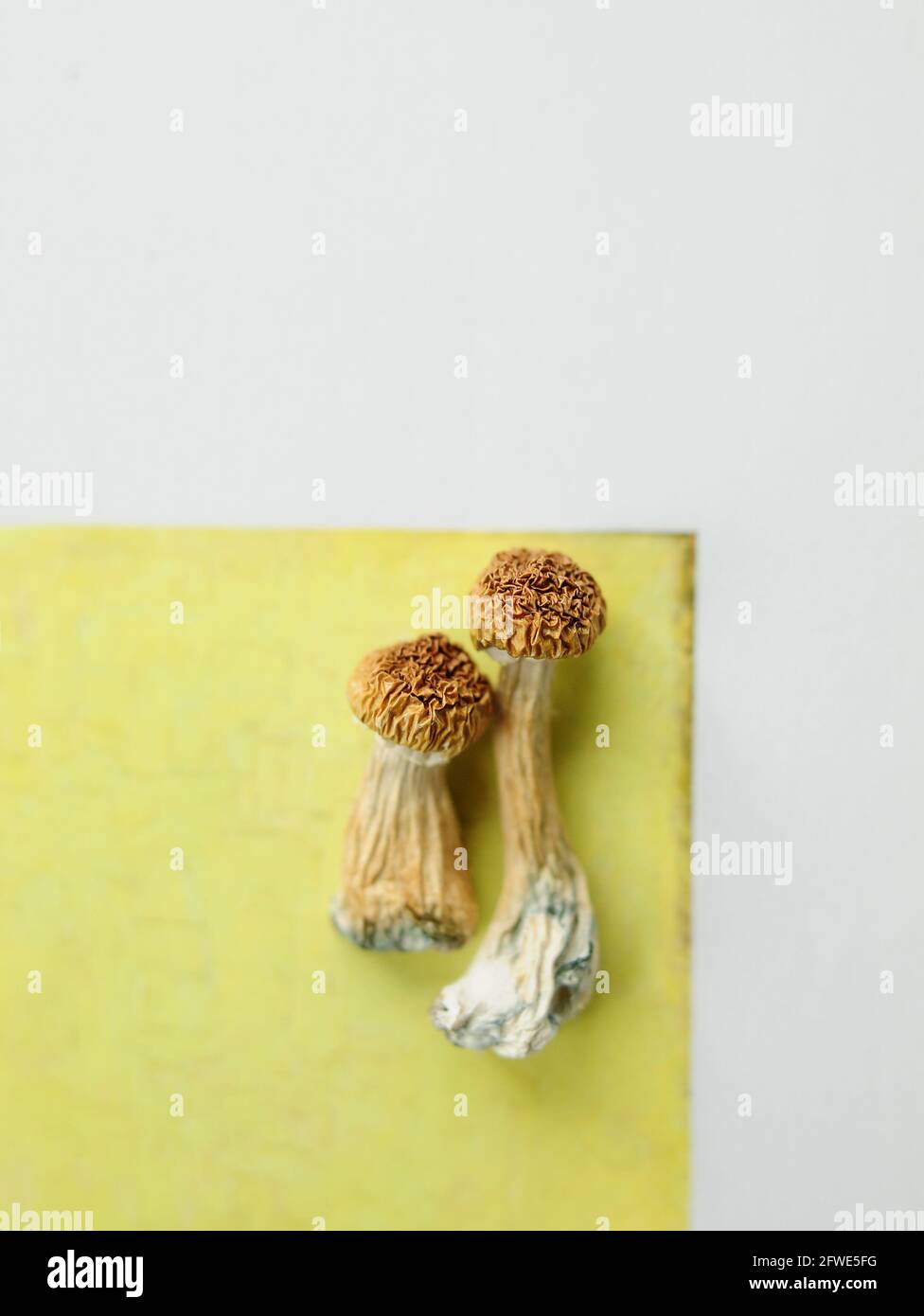 Psilocybe Cubensis mushrooms isolated on yellow background. Psilocybin psychedelic magic mushrooms Golden Teacher. Dried organic shrooms with white co Stock Photo