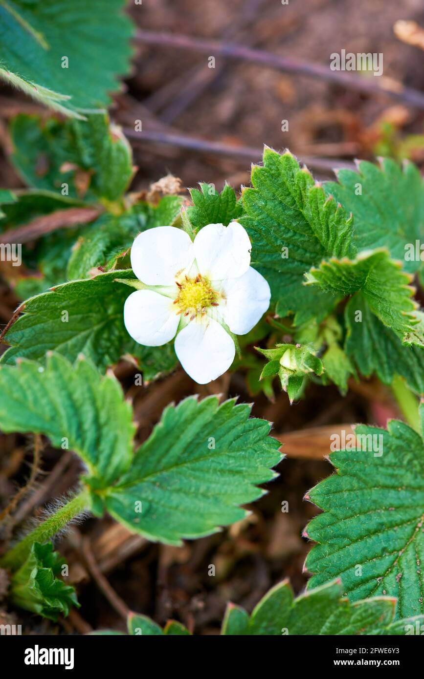 strawberry white young flowers and green leaves Stock Photo