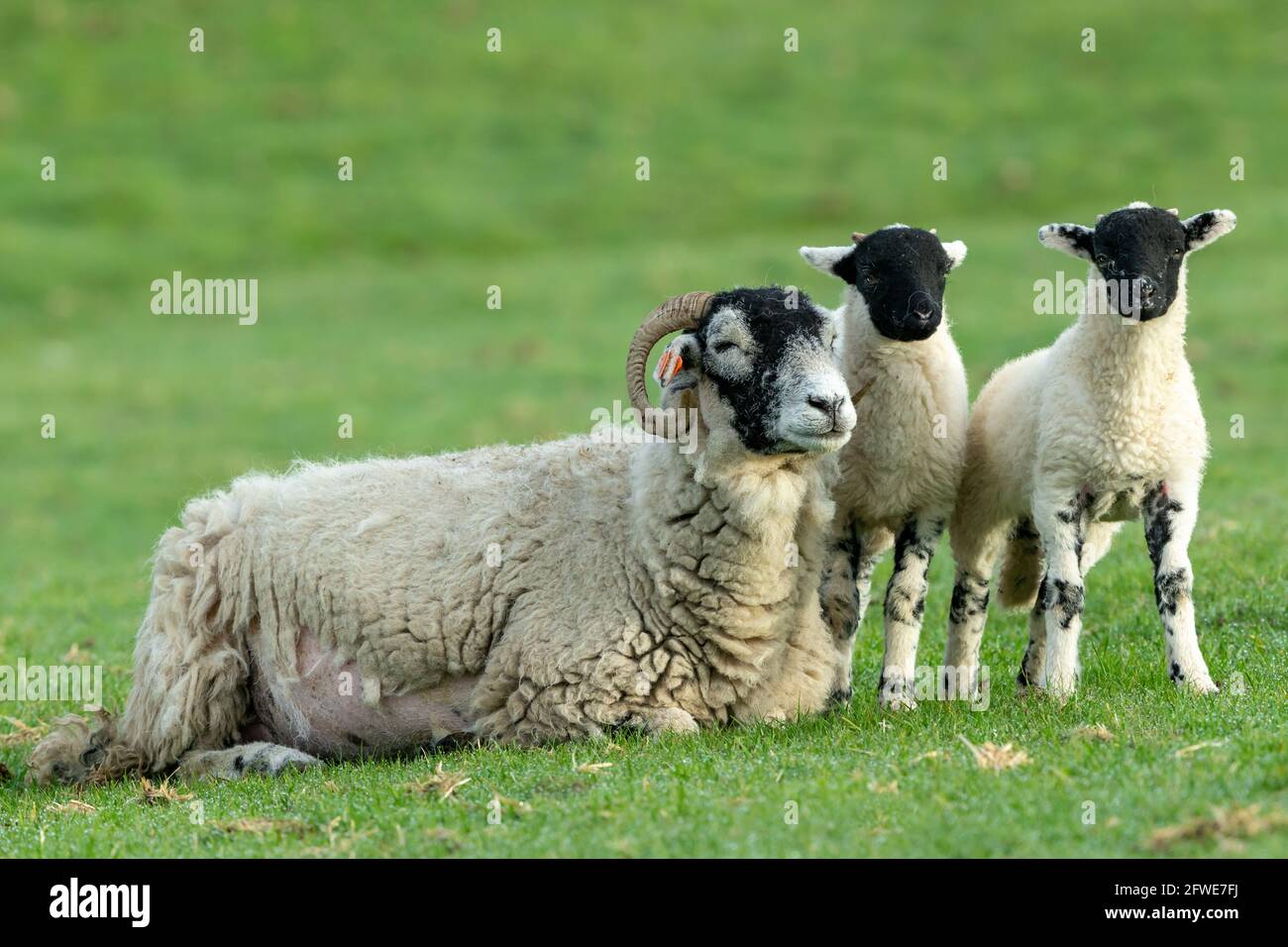 Swaledale ewe, or female sheep, with her two twin lambs.  A contented, sleeping mother with her lambs staying close beside her.  Keld, North Yorkshire Stock Photo