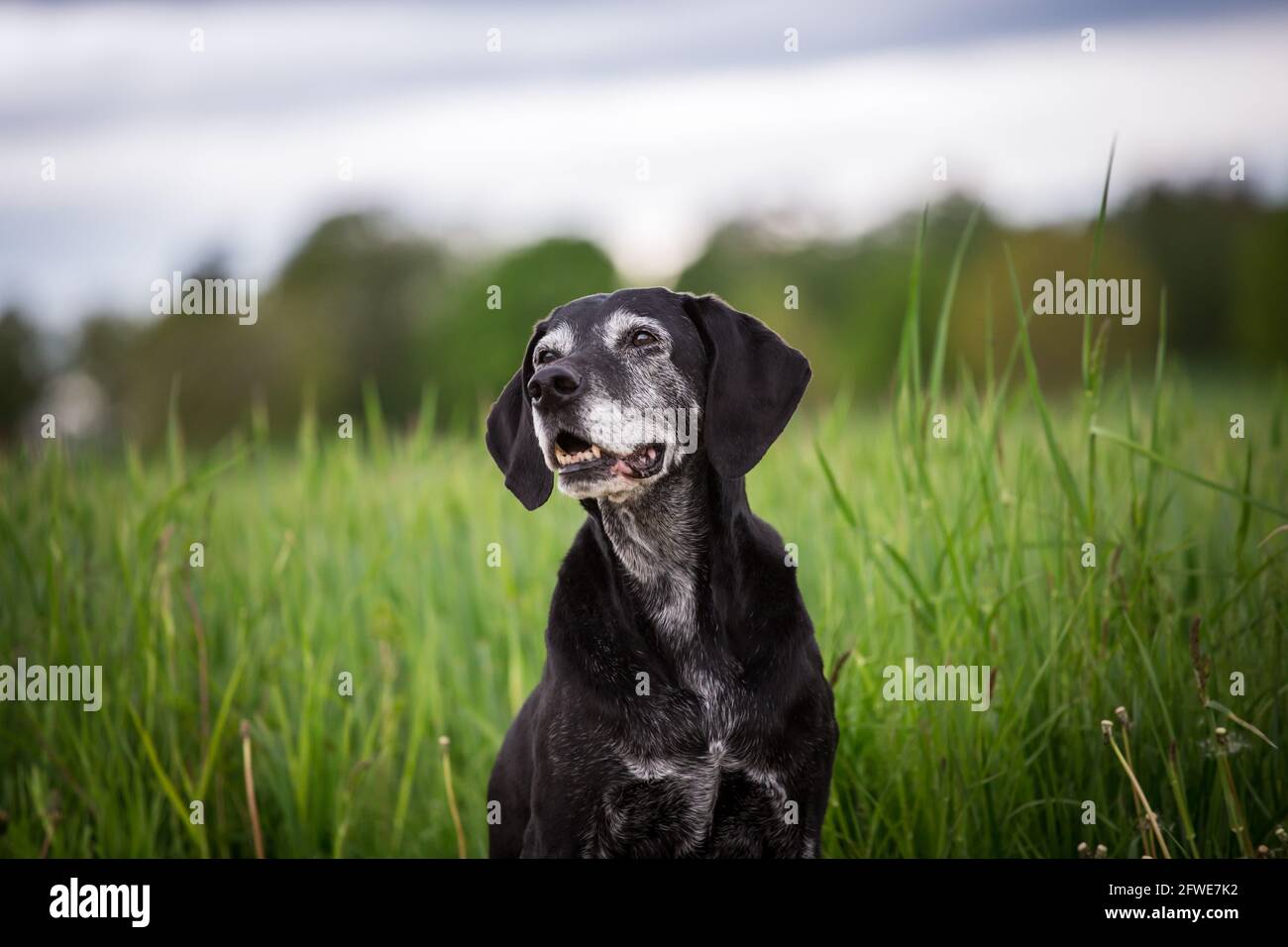 Mutt High Resolution Stock Photography And Images Alamy