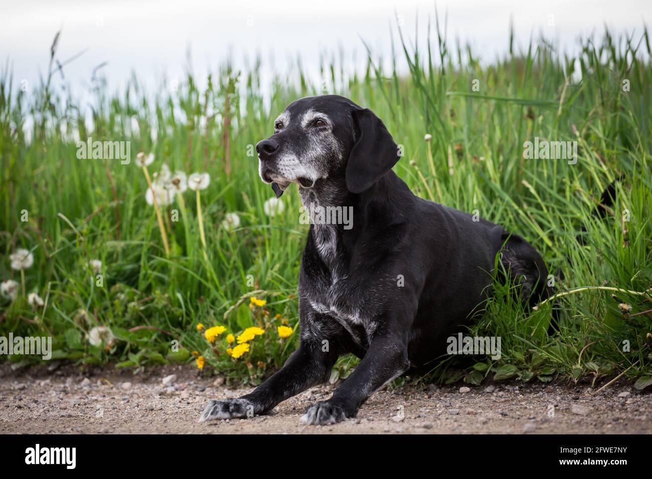 Old black mixed-breed dog Stock Photo