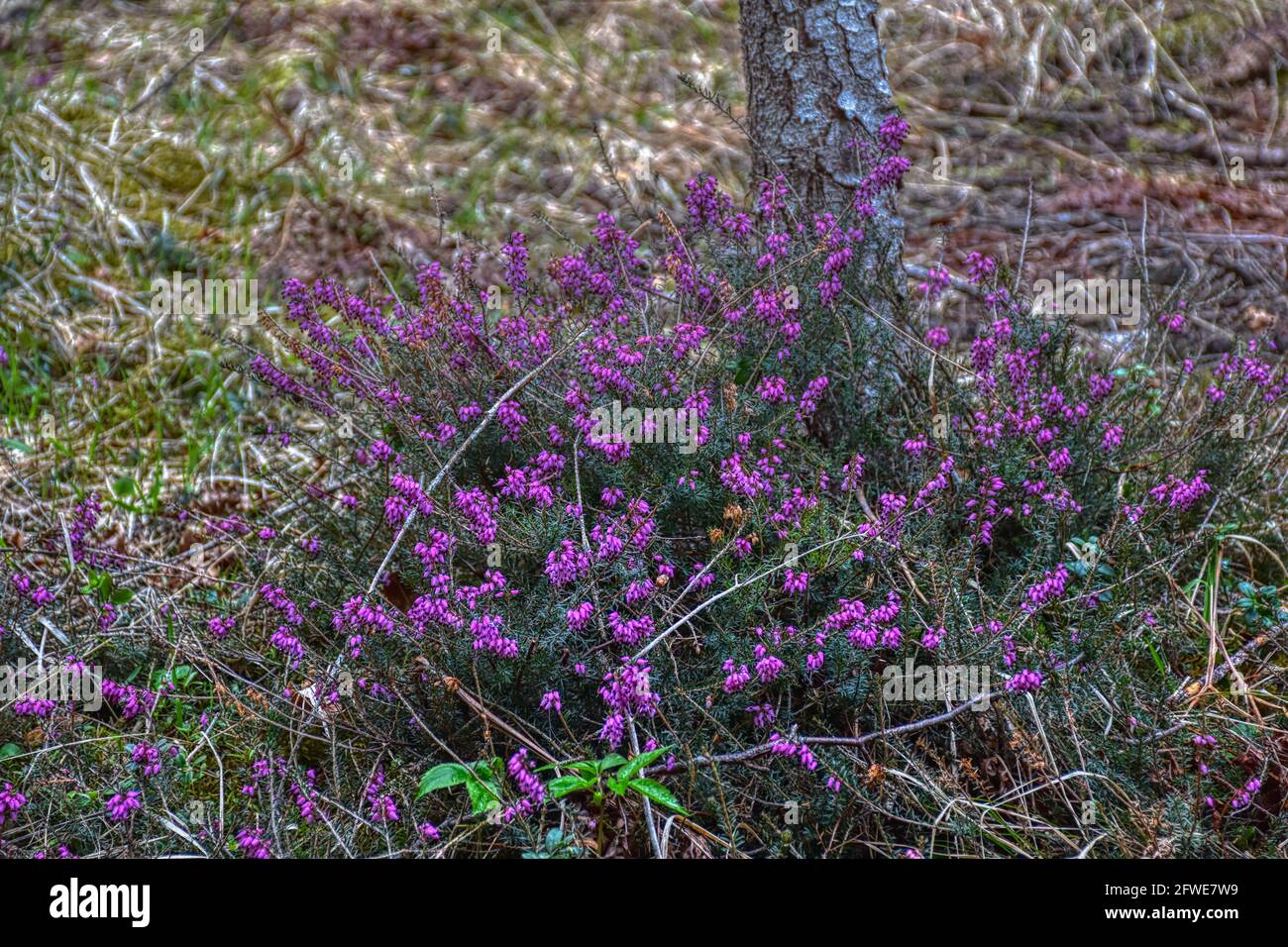 Saurezeiger hires stock photography and images Alamy