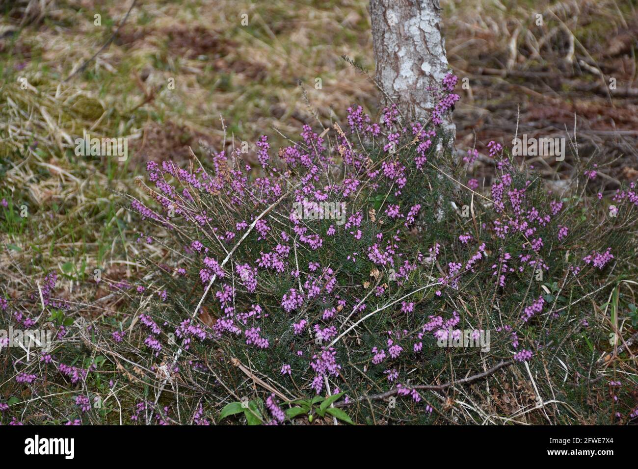 Bienenheide hi-res stock photography and images - Alamy