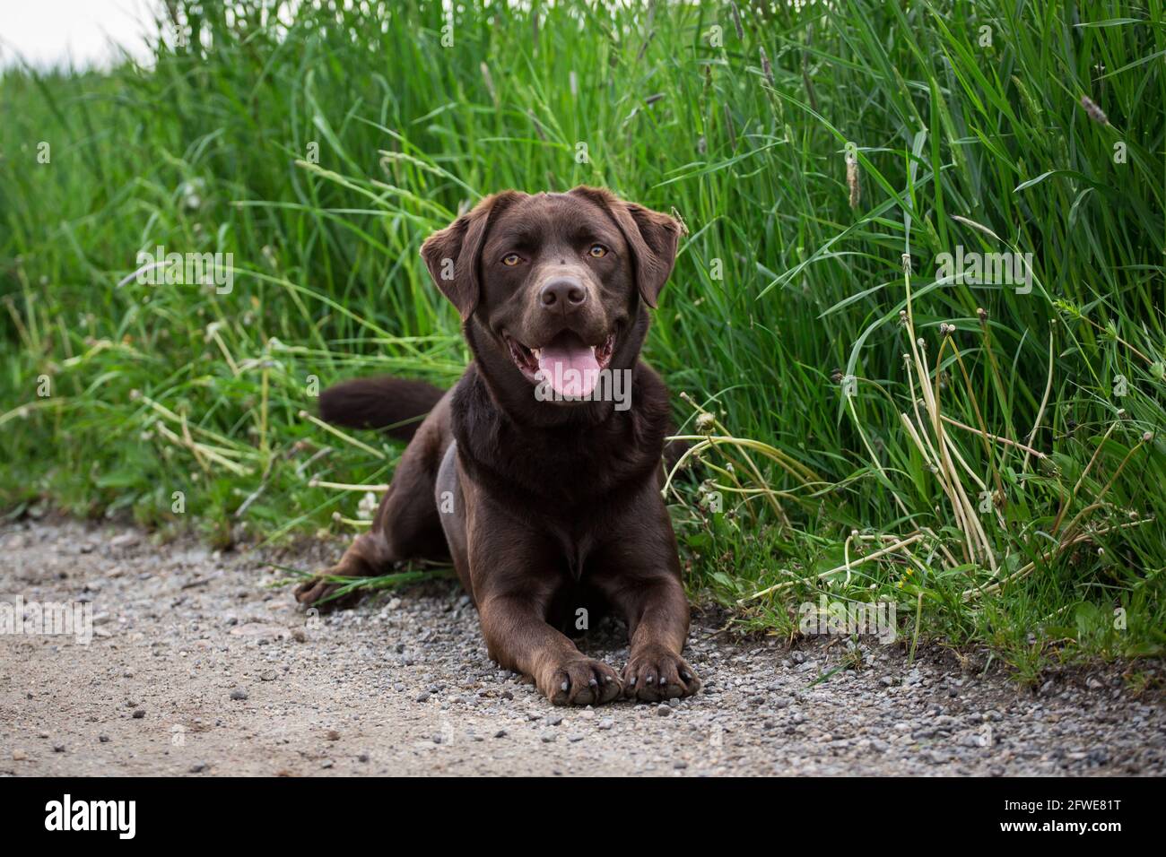Labrador Retriever Stock Photo